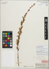 Foto von Salix persica Boiss.